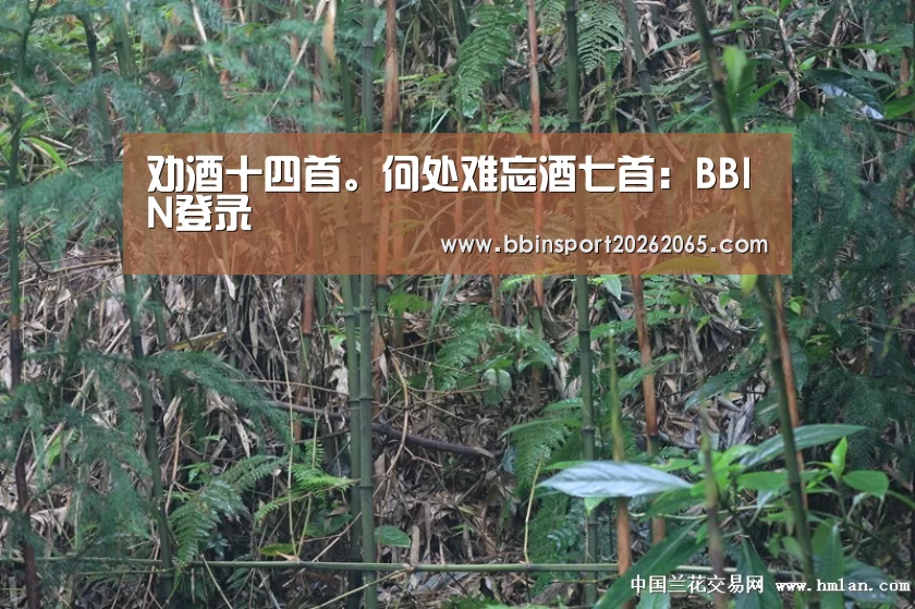 BBIN直播