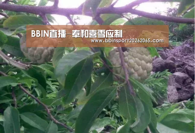 BBIN直播-奉和喜雪应制(图3) BBIN百家乐